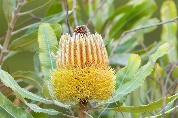 Yakacak Odun Banksia Batı Avustralya Banksia Taşınma Büyüyen Portre Sarı — Stok fotoğraf