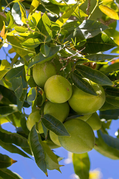 Green fruit of White Sapote, Mexican apple growing in Australia (Casimiroa edulis)