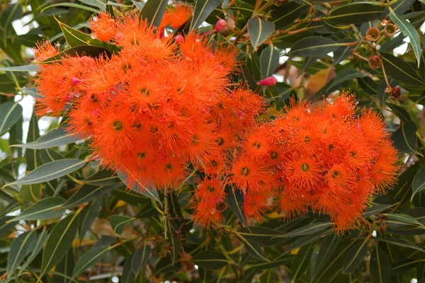 Albany Goma Roja Floreciente Que Florece Durante Verano Australia Occidental — Foto de Stock
