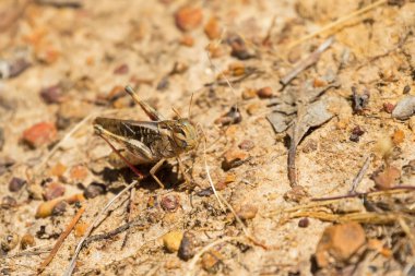 Çekirge, çekirge kahverengi sarı kanatlı. Otlak locust Avustralya (Gastrimargus musicus)