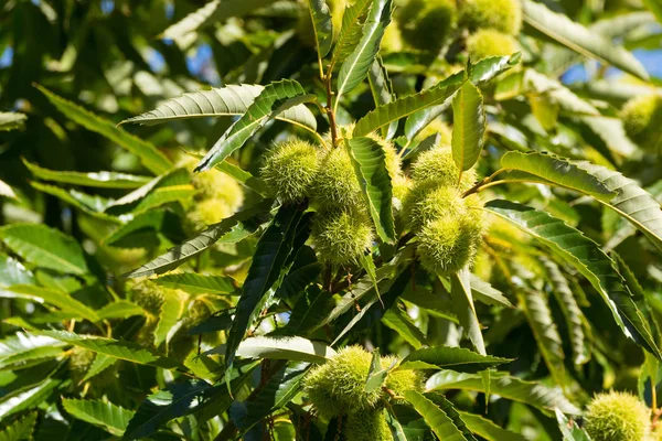 栗の木工場の鋭いとげのある Cupule バリ西部オーストラリア クリの成長と緑の果実を表示 — ストック写真