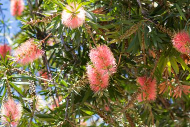 Bottlebrush çiçek (Callistemon) pembe şampanya gölge Batı Avustralya'da büyüyen altın ipuçları ile