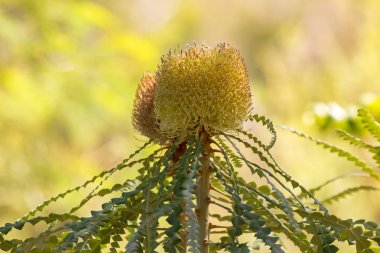 Banksia Batı Avustralya'da büyüyen çiçek