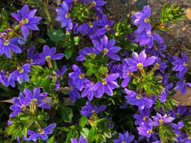 Kings Park ve Botanik Bahçesi, Perth, Batı Avustralya (Scaevola aemula yaz aylarında çiçek peri-fan çiçek mavi mor renk)