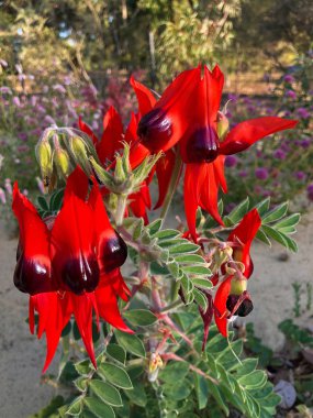 Sturt's Desert Pea flower in blood red, Australian wildflowers plant with leaf like flower and bulbous black center (Swainsona formosa) clipart