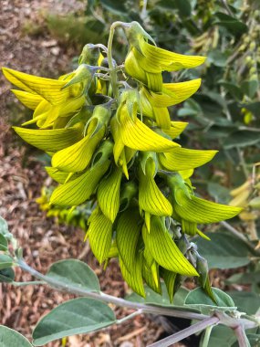 Perth, Batı Avustralya (Crotalaria cunninghamii büyüyen yeşil regal birdflower closeup çiçek)