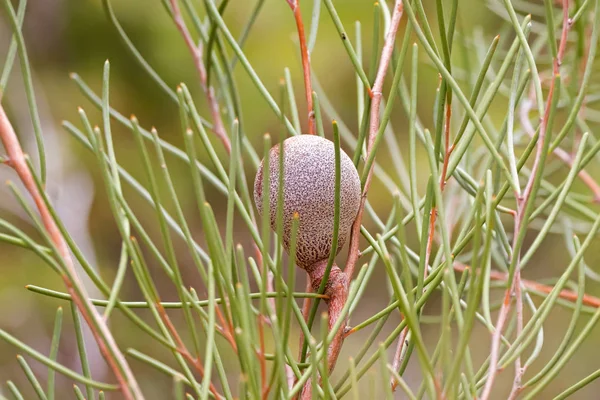 Fruto Bola Críquete Hakea Pêssego Lenhoso Família Proteaceae Que Cresce — Fotografia de Stock