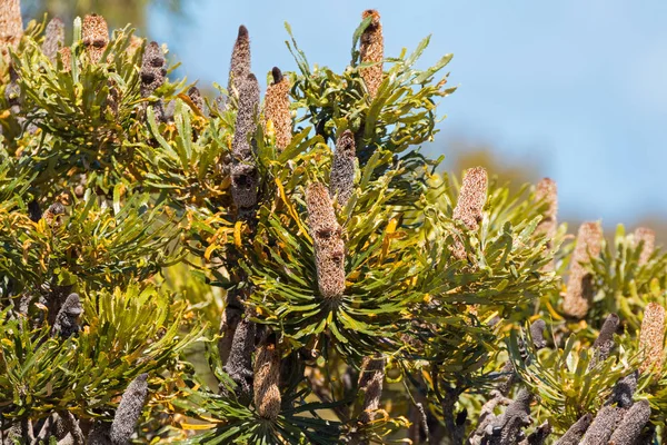 Picos Flores Gastas Banksia Crescendo Austrália Ocidental — Fotografia de Stock