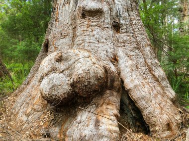 Büyük burls antik imparatorluğun yere büyüyen kırmızı sızlamak ağaç üzerinde yürümek, devleri ağaç üst yürüyüş, Walpole-Nornalup Milli Parkı, Batı Avustralya (okaliptüs jacksonii Vadisi)