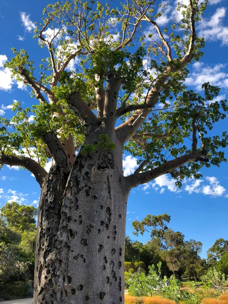 Blessures Grand Vieux Baobab Boab Tree Avec Une Tache Rugueuse — Photo