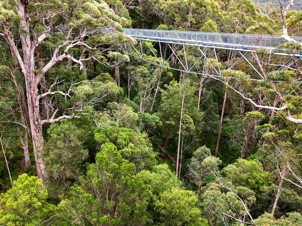 Вид на Tree Top Walk, подвесной мост 40 метров над уровнем земли в Долине GIANTS в национальном парке Уолпол-Норналуп в юго-западном регионе Западной Австралии
