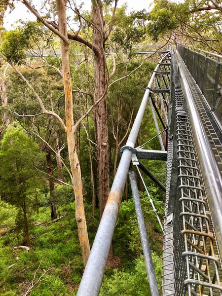 View of Tree Top Walk, suspension bridge 40 meters above the ground level at Valley of the GIANTS at Walpole-Nornalup National Park in the South West region of Western Australia