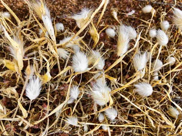 Closeup Van Hare Staart Gras Witte Pluizige Bloemen Een Afkorting — Stockfoto