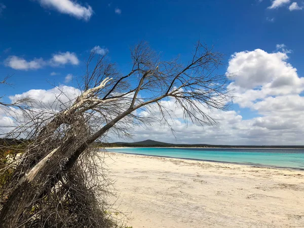 两个人湾自然保护区的沙滩观在 Nanarup 奥尔巴尼 西澳大利亚的沿海树木伸出海 — 图库照片