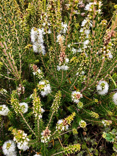 Gros Plan Melaleuca Paperbarks Épis Fleurs Blanches Aussi Appelé Miel — Photo