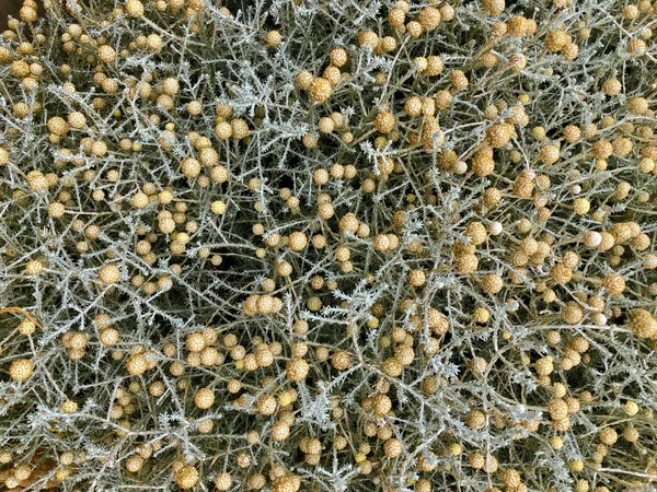 Closeup Yastık Bush Ile Harcanan Çiçek Başları Kuraklık Dayanıklı Bitki — Stok fotoğraf