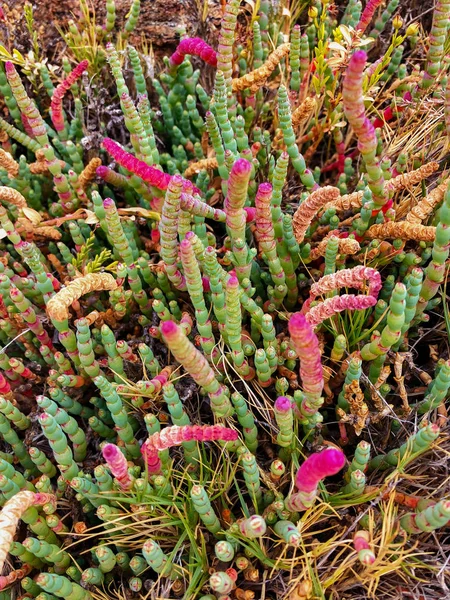 打结的俱乐部 五颜六色的串珠 Glasswort 盐沼泽植物在红色绿色生长在海角 Leeuwin 西南的西部澳洲 — 图库照片