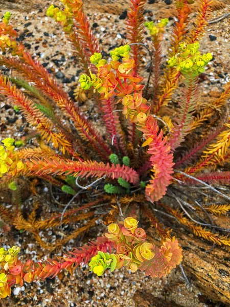 Plante Euphorbe Marine Colorée Vert Orangé Rouge Poussant Sur Plage — Photo