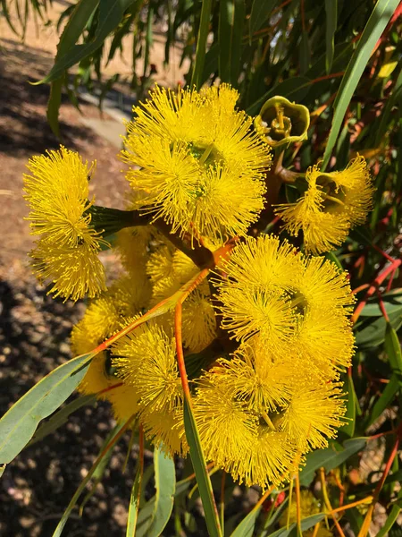 Yellow flower of Illyarrie blossoming in the garden. Also called Red capped gum, Helmet nut gum, mallee growing at Margaret River, Western Australia (Eucalyptus erythrocorys)