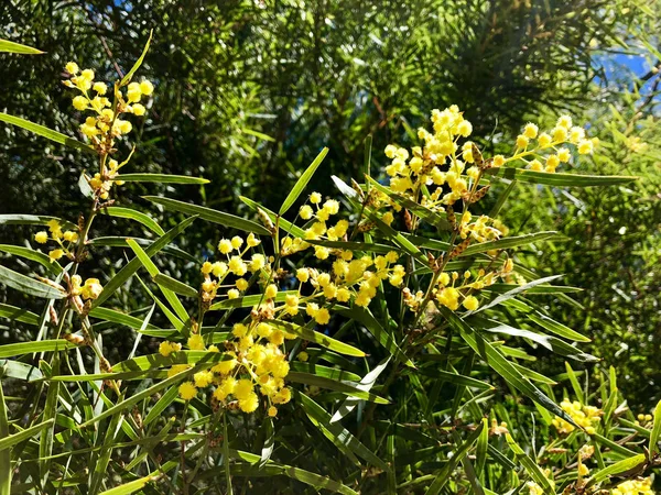 Flinders Range Wattle Flower Brown Tipped Bracts Also Called Willow — Stock Photo, Image