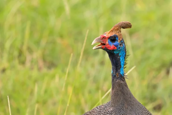 Close Galinha Índia Capacete Grande Pássaro Caça Africano Com Cabeça — Fotografia de Stock