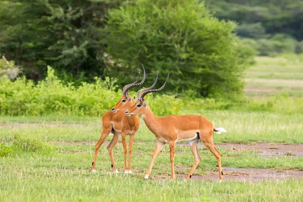 Impala Masculino Antílope Com Belos Chifres Forma Lira Muitos Insetos — Fotografia de Stock