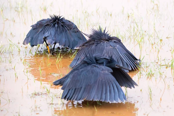 Grupp Afrikanska Svart Heron Svart Hägrar Med Vingar Som Trädkronorna — Stockfoto