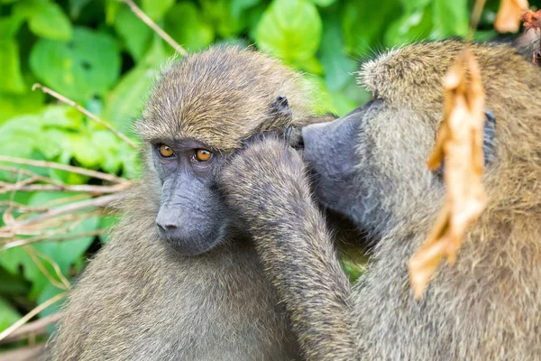 Olive Baboon, old world monkey with olive green coat looking for bug on friends ear in Tanzania, East Africa