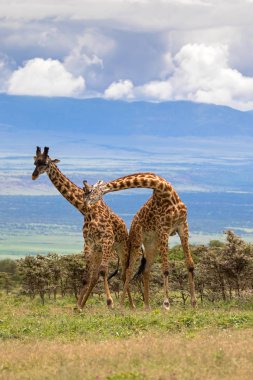 Tanzanya, Doğu Afrika gücü tepe üzerinde test etmek için genç yetişkin erkek Afrika zürafa boyun güreş