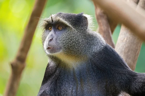 Closeup Sykes Monkey White Throated Monkey Samango Monkey Old World — Stock Photo, Image