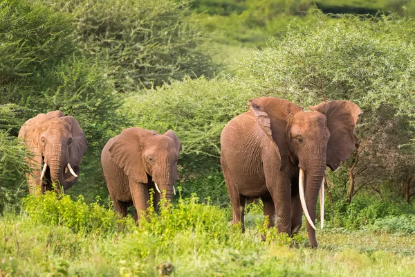 Vilda Afrikanska Elefanter Nära Thorn Tree Serengeti Nationalpark Tanzania Östafrika — Stockfoto