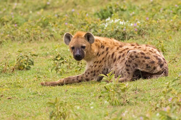 Spotted hyena, known as Laughing hyena resting on grass at Serengeti National Park in Tanzania, East Africa (Crocuta crocuta)