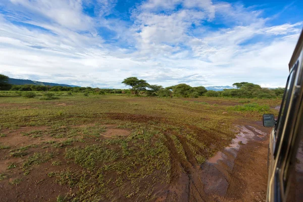 Elefantes Salvajes Africanos Caminando Por Los Arbustos Vean Través Ventana — Foto de Stock