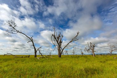 Serengeti ovaları, yeşil çim sahası ile mavi gök, Tanzanya, Doğu Afrika Serengeti Milli Parkı, ölü ağaçlarda