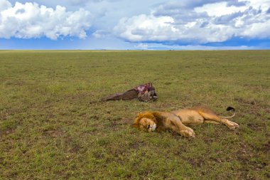 Erkek aslan Wildebeest karkas, avını Serengeti ovaları, Tanzanya, Doğu Afrika Serengeti Milli Parkı içinde yanında uyku
