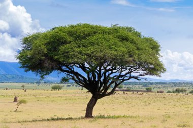 Şemsiye Thorntree, Tanzanya, Doğu Afrika Rift Vadisi dağ ve mavi gökyüzü geçmişi olan Akasya Wattle ağaç