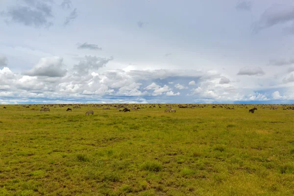 Rebaño Ñus Migración Cebra Las Llanuras Del Serengeti Parque Nacional — Foto de Stock