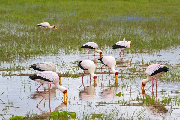 Stádo Afrických Brodění Čáp Žlutá Účtovat Čáp Dřevo Čáp Ibis — Stock fotografie