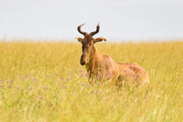 Cola Hartebeest Antílope Com Rosto Longo Estreito Ombros Cortados Chifres — Fotografia de Stock