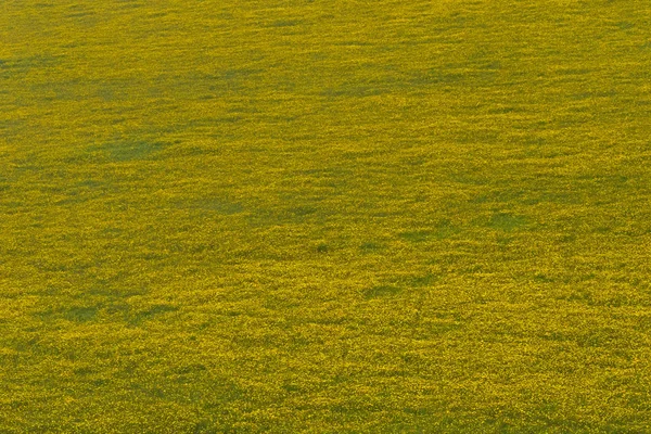 Groen Geel Veld Van Burr Goudsbloem Groeit Ngorongoro Crater Regio — Stockfoto