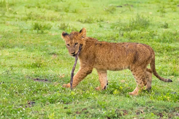 Young Lion Cub Playing Fetch Wooden Stick Wet Youngling Rain — Stock Photo, Image