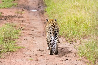 Kuyruk gösterilen leopar tarafına geri, yürüyüş Serengeti Milli Parkı Tanzanya, Doğu Afrika (Panthera pardus pençe)