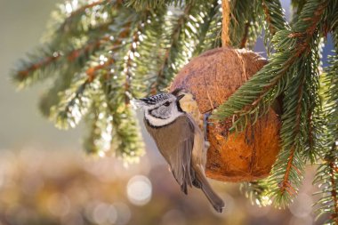 Cute European Crested Tit bird eating bird feeder, coconut Shell suet treats made of fat, sunflower seeds during the Winter in Europe (Lophophanes cristatus) clipart