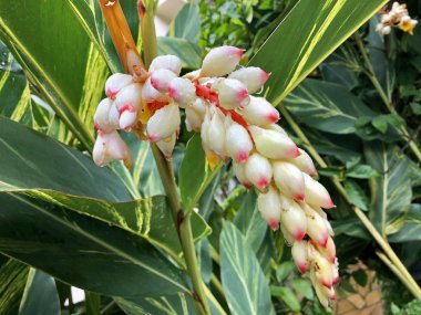 Kabuk zencefil, beyaz çiçek de denilen pembe porselen lily, alacalı zencefil, kelebek zencefil ıslak. Arusha, Tanzanya, Doğu Afrika'büyüyen Alpinia Closeup zerumbet
