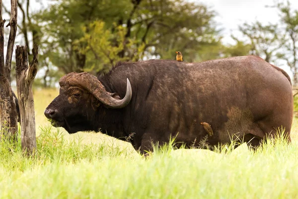 Gulnäbbad Oxhackare Afrikanska Fågel Sittande Fästing Angripet Cape Buffalo Serengeti — Stockfoto