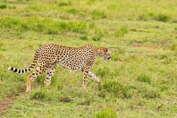 Cheetah, fastest land animal with spotty markings, beautiful long striped tail walking in open grassland at Serengeti National Park in Tanzania, East Africa