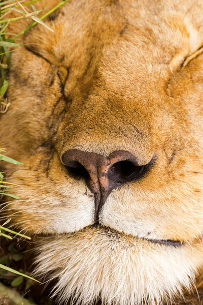 Closeup Nose Male Lion Sleeping Serengeti National Park Tanzania East — Stock Photo, Image