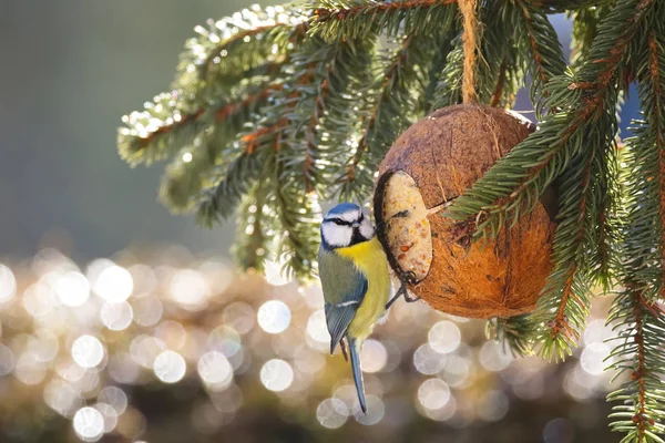 ユーラシアの青シジュウカラ鳥のココナッツ シェル スエットの鳥の送り装置を食べて青黄色で背景のボケ味を扱う — ストック写真