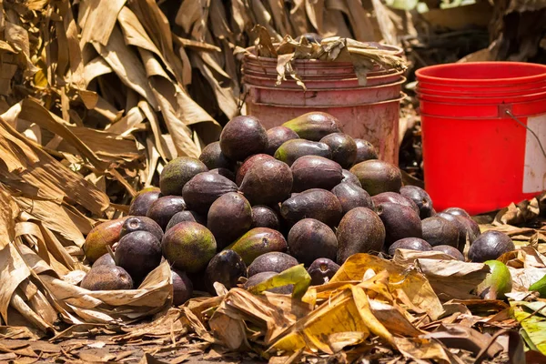 Pile of African Avocados storing close to bucket of bananas to create ethylene gas, fruit ripening gas