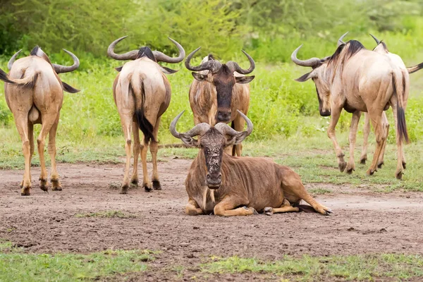 Bílá Vousatá Pakoně Předložce Rozvazoval Obrovský Gnu Antilopy Krásnou Rohy — Stock fotografie